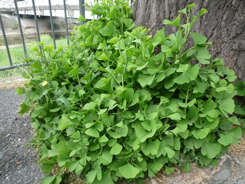 mokomokoicho2