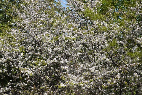 20200425sakura6