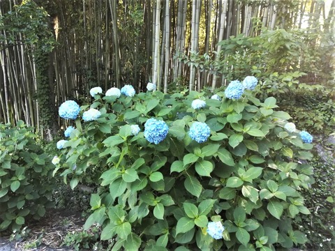 安岡寺あじさい (2)