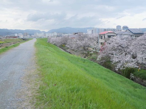 20260331桜 (201)