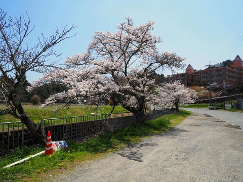 202504112樫田桜 (14)