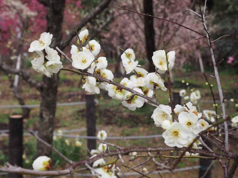 20230225天神祭り (70)