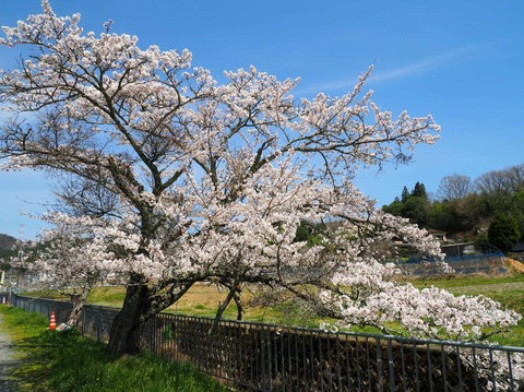 202504112樫田桜 (16)