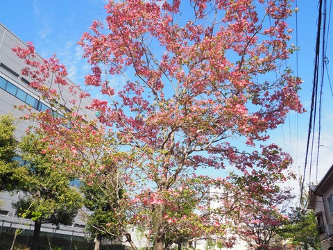 20220416芥川商店街 (9)