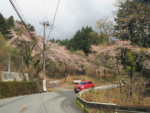 20230408樫田方面桜 (6)