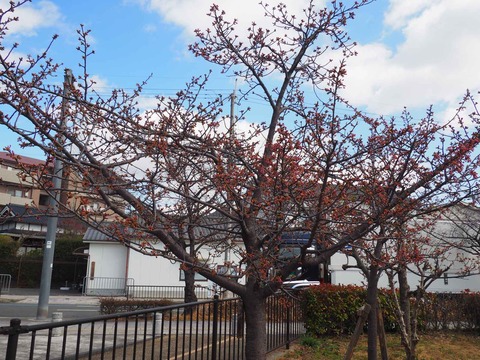 20230303河津桜筒井池 (3)