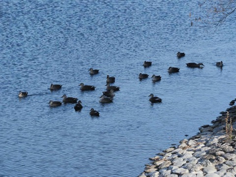 20260301今城カモ (12)