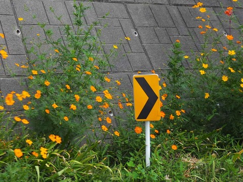 202209キバナコスモス (2)