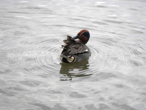 20240602コガモ (4)