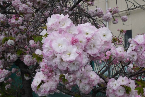 20200419sakura2