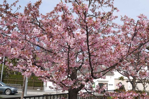 kawazu20200301_2_tutui