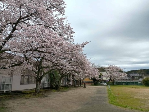 20260331Ｓ原桜 (2)