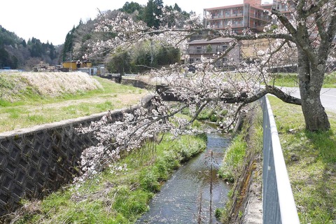 20200405sakura6