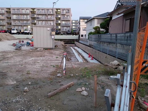 20250519津之江コスモス (5)