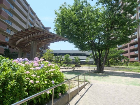 20240601富田丘アジサイ (20)