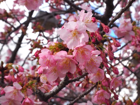 20240302筒井池公園 (4)