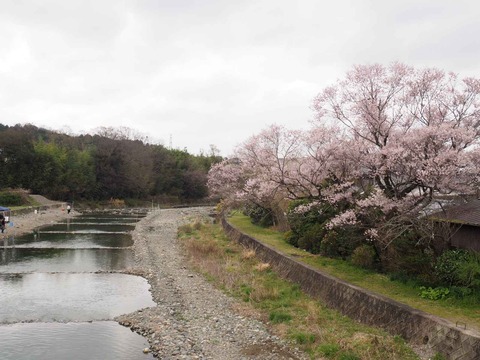 20220403桜 (2)