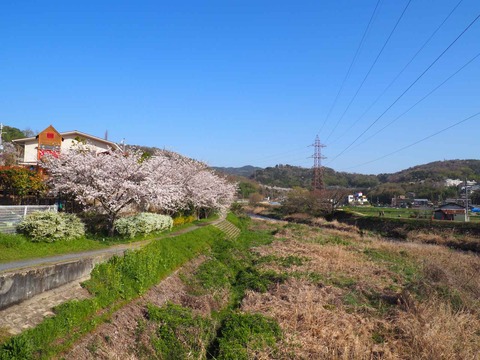 20230328芥川緑道 (1)