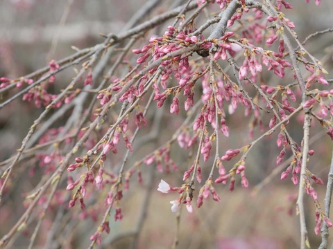 20260318摂津峡公園 (9)