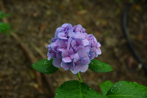 DSC_2328