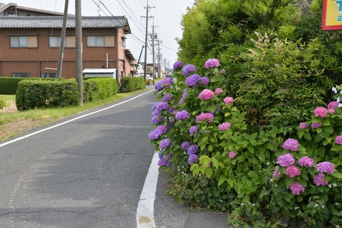 DSC_8631