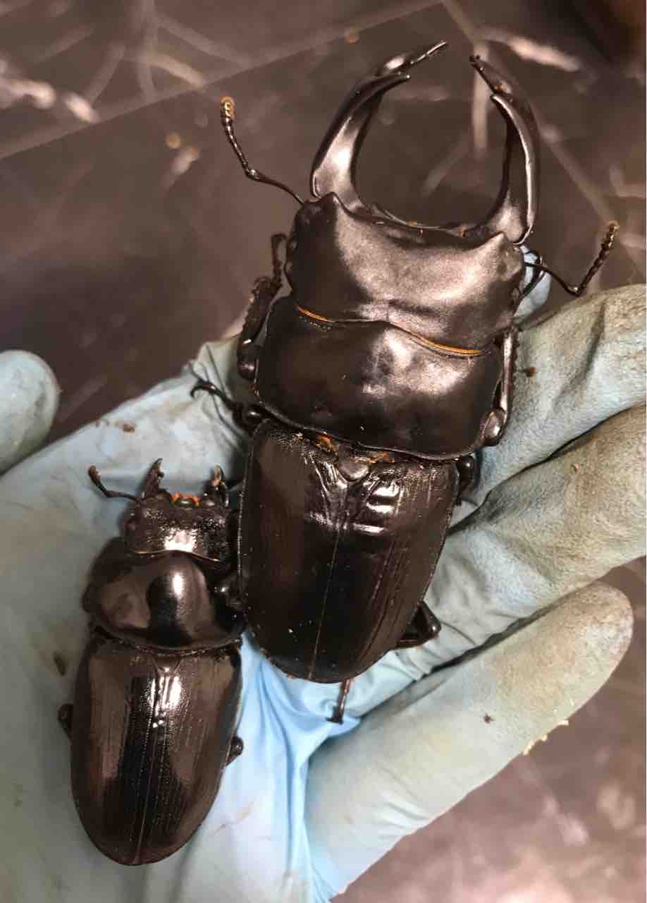 オオクワガタ.マツノインセクト久留米血統♂77.3mmペア