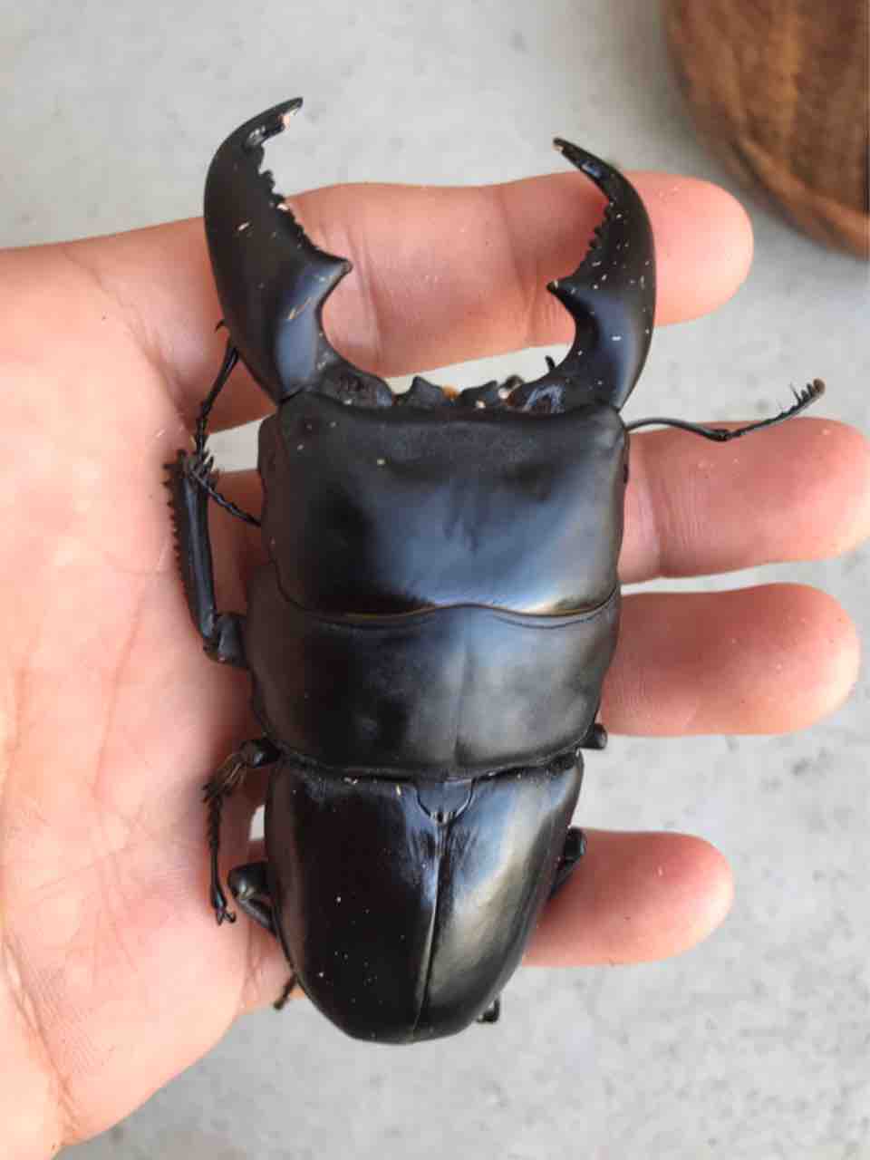 スマトラオオヒラタ No 3 メモリードラッグ