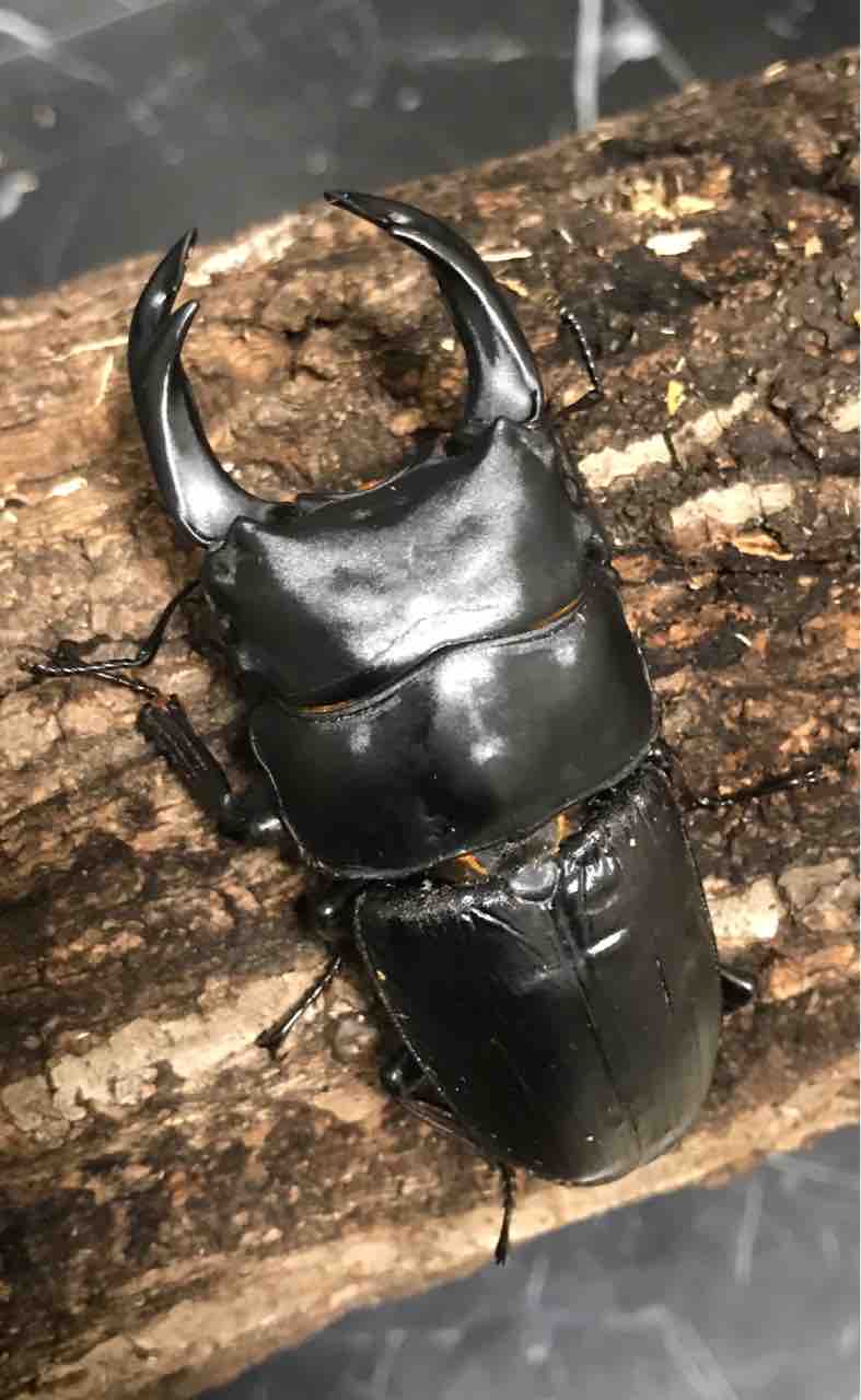 オオクワガタ マツノ久留米 No.L 新成虫 88ミリ同腹 ♂85ミリ×♀55