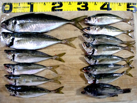 6・11 相ノ浦 釣果
