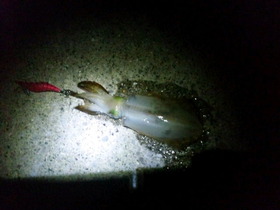 33338600_1345192096_170large