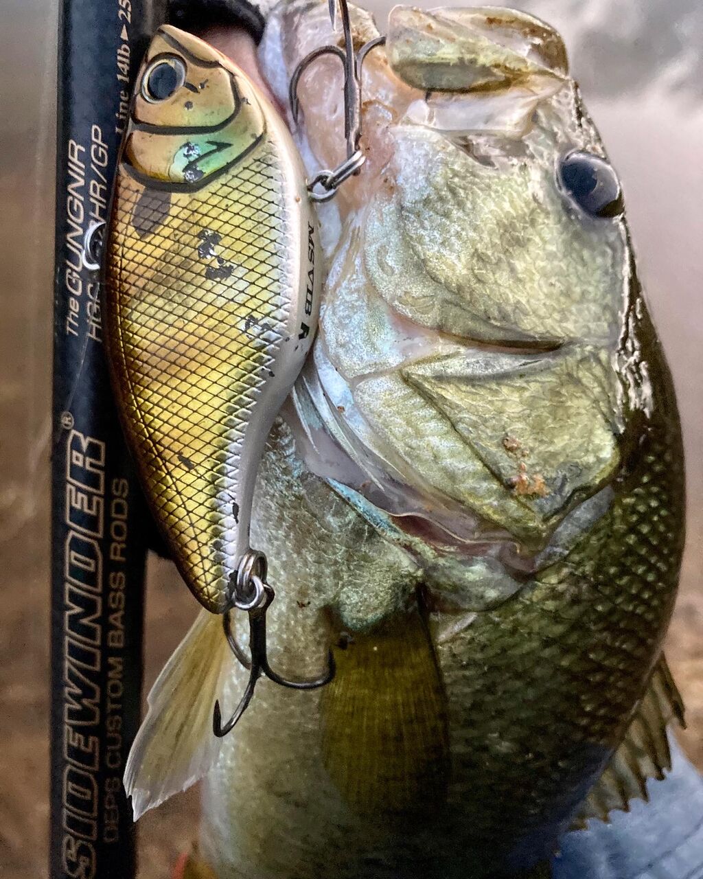 秋のド定番 Msバイブ釣れてます ｎｉｓｈｉｙａｎブログ