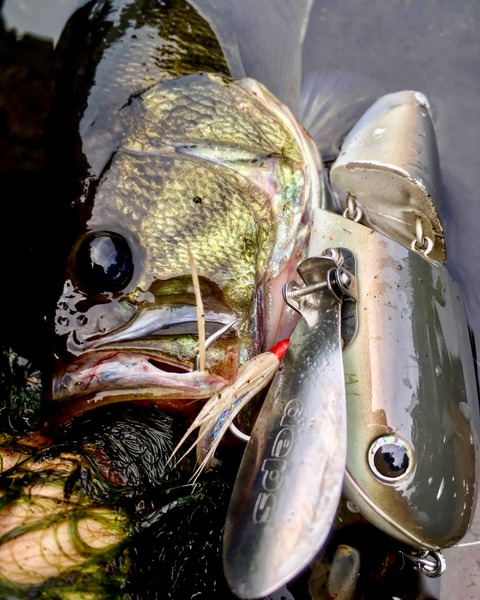 Nzクローラーjr 連日釣果 ｎｉｓｈｉｙａｎブログ