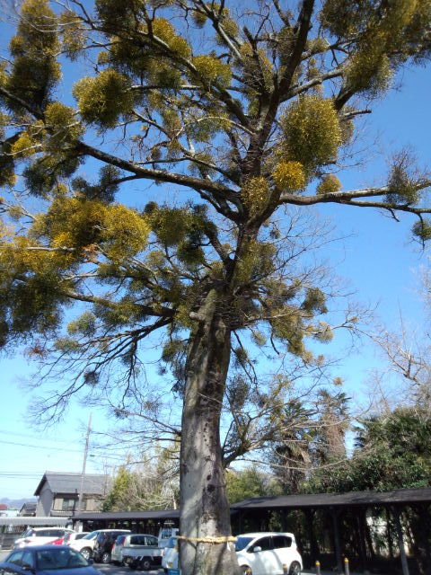 ヤドリギ伝説 いにしえの風を感じて