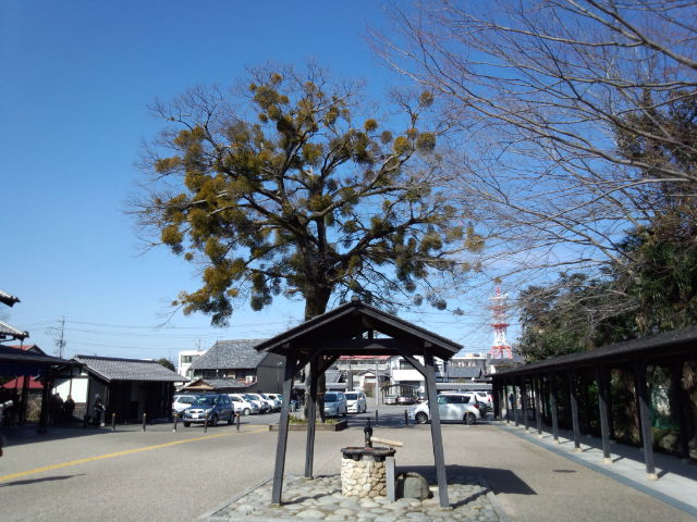 ヤドリギ伝説 いにしえの風を感じて