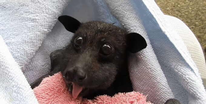 動画 バナナを美味しそうに食べるコウモリ ガチで気持ち悪すぎる エッッッ 動画 バナナを美味しそうに食べるコウモリ ガチで気持ち悪すぎる エッッッ