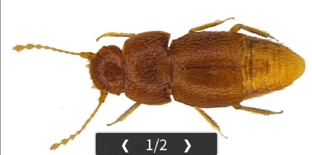 ブリカス 目が見えず羽も無い新種の虫にグレタと命名してしまう 彼女の活動に感銘を受けた エッッッ ブリカス 目が見えず羽も無い新種の虫にグレタと命名してしまう 彼女の活動に感銘を受けた エッッッ