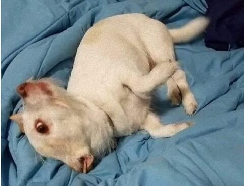 画像 山羊と犬が交尾した結果とんでもないクリーチャーが産まれるww エッッッ 画像 山羊と犬が交尾した結果とんでもないクリーチャーが産まれるww エッッッ