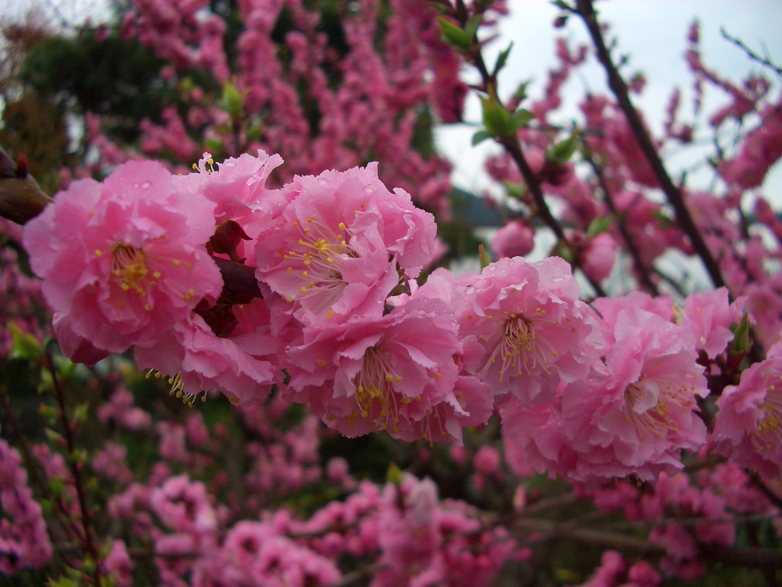 小梅の花 やまさん農園ブログ