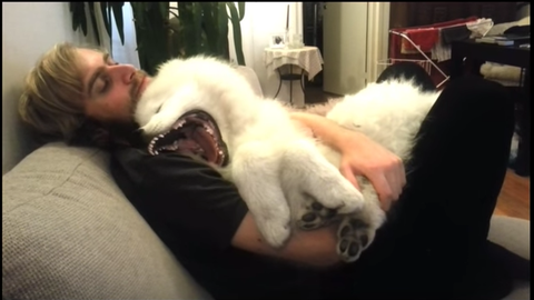 Resultado de imagen para samoyed 犬 あくび