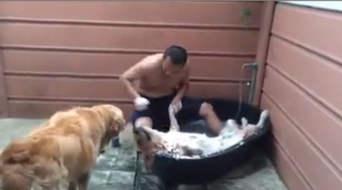 イヌがバスタブの中でご主人にシャンプーされてる とっても気持ちよさそうでうっとりしてる 海外の反応 りらっくすねいちゃー