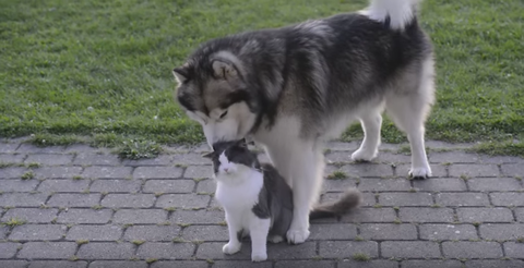 アラスカンマラミュート ネコを舐めるのが大好き ノルウェージャンフォレストキャットが舐められまくり祭り りらっくすねいちゃー