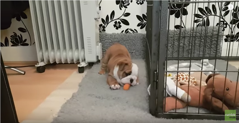 可愛いイングリッシュブルドッグの子イヌの新しいオモチャはニンジン りらっくすねいちゃー