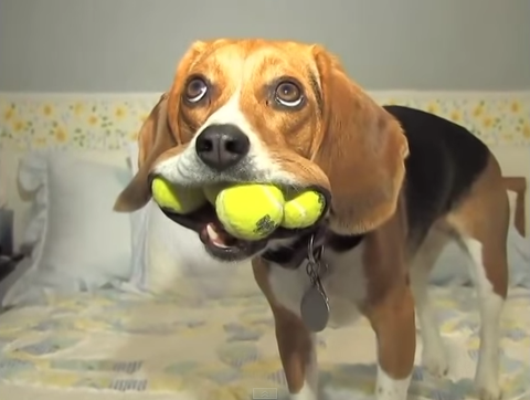 テニスボール４つくわえたビーグル犬の顔がかわいい １歳半のビーグルがボールで遊んでいます 海外の反応 りらっくすねいちゃー
