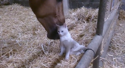 馬が猫をクチビルでナデナデ 気持ちよさそうな猫と馬の仲良い動画 海外の反応 りらっくすねいちゃー