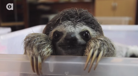 のんびりいこう ミツユビナマケモノの赤ちゃんがカメラに興味津々で自撮り 海外の反応 りらっくすねいちゃー のんびりいこう ミツユビナマケモノの赤ちゃんがカメラに興味津々で自撮り 海外の反応 りらっくすねいちゃー