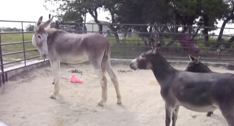アメリカン マンモス ジャックストック 体は大きいけれど繊細 海外の反応 りらっくすねいちゃー アメリカン マンモス ジャックストック 体は大きいけれど繊細 海外の反応 りらっくすねいちゃー