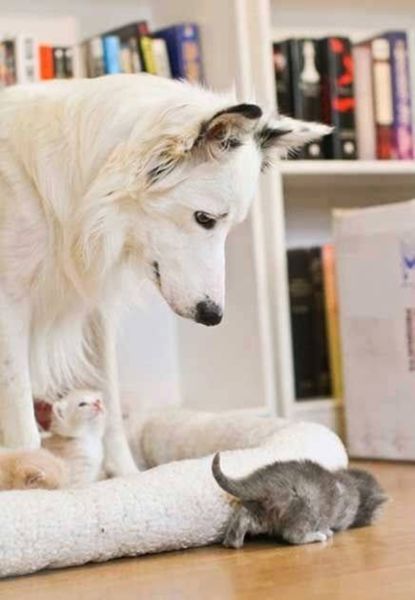the_sweetest_animal_moments_ever_640_21