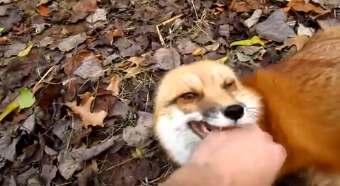 ペットのキツネに冬毛が生えたのでさっそくモフモフする飼い主さん 海外の反応 りらっくすねいちゃー