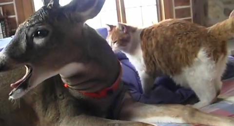 鹿と猫が仲良しこよし 鹿が猫を舐めまわします 海外の反応 りらっくすねいちゃー