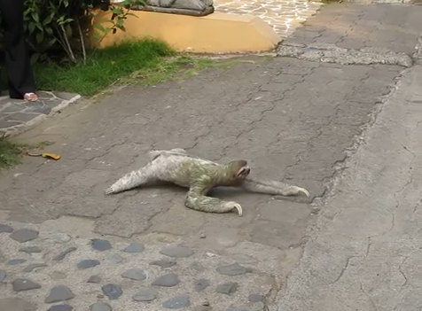 危険 ミツユビナマケモノが往来の激しい道路を渡ろうと カッコいいお兄さんが助ける動画 海外の反応 りらっくすねいちゃー 危険 ミツユビナマケモノが往来の激しい道路を渡ろうと カッコいいお兄さんが助ける動画 海外の反応 りらっくすねいちゃー
